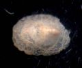 Propilidium&nbsp;cfr. exiguum